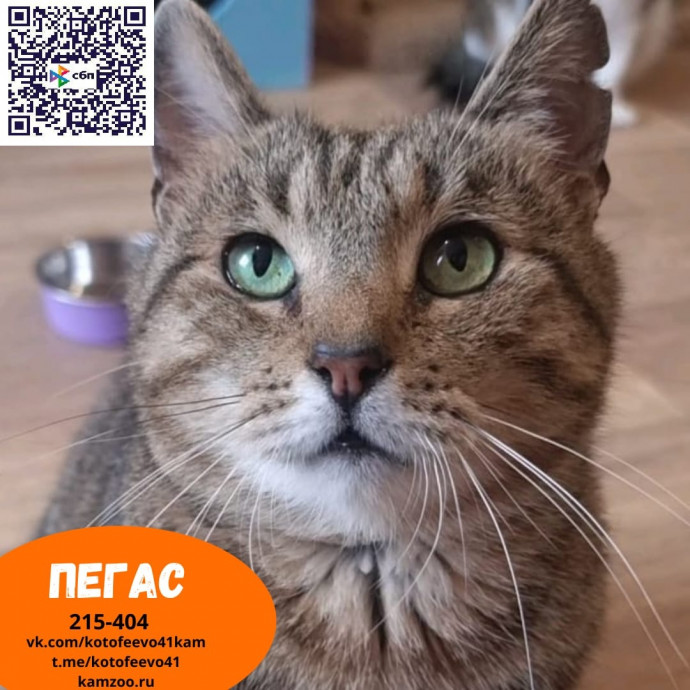 Пегас