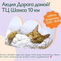 Акция "ДОРОГА ДОМОЙ"