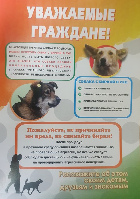Собака с биркой в ухе - привита от бешенства, стерилизована. Нужно кормить нельзя обижать!