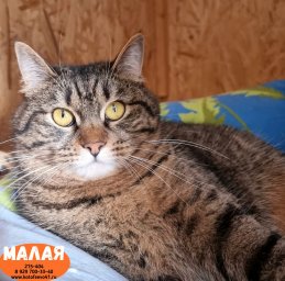 Малая 4