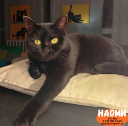 Наоми 1