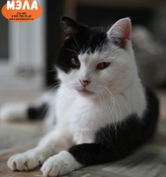 Мэла 2